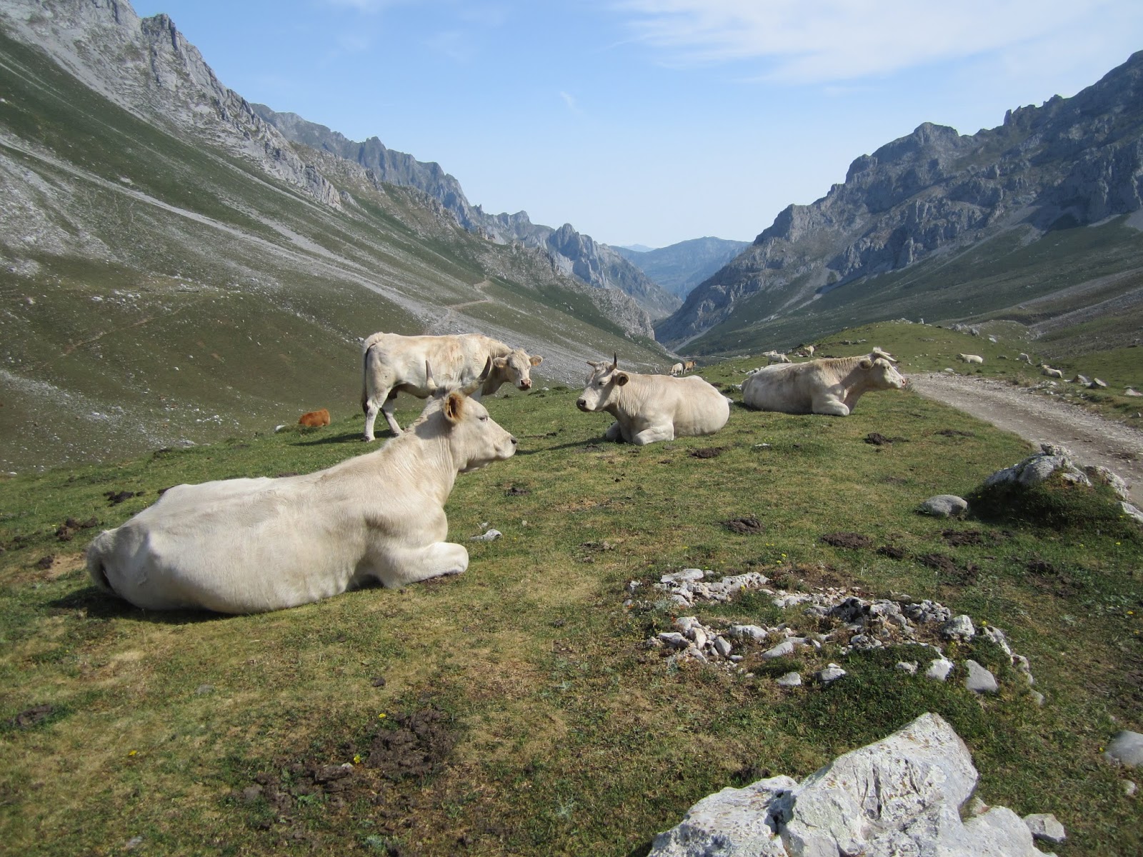 Vacas en Aliva